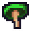 Wheat Seed